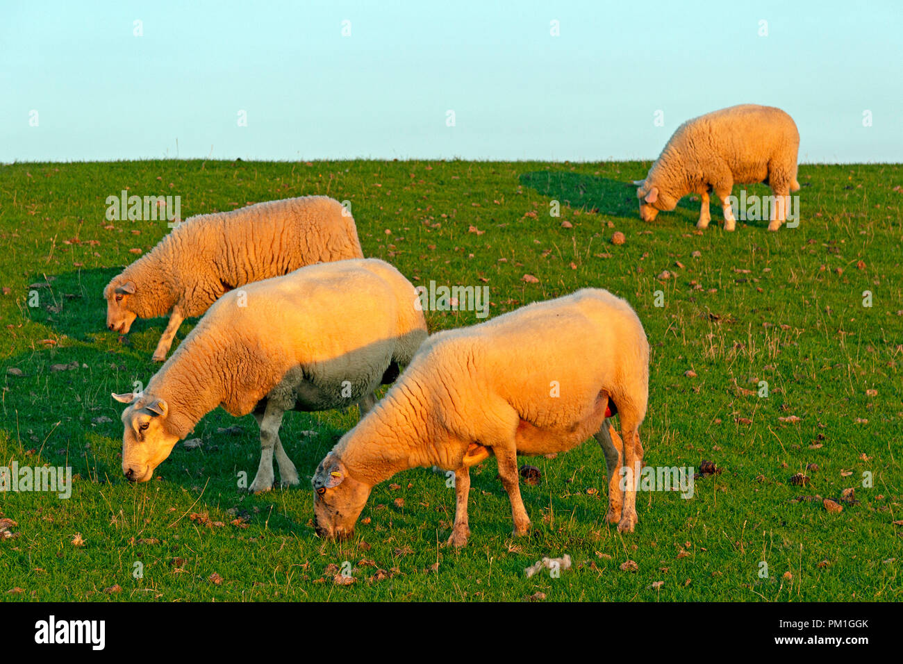 sheep on the dike, Westerhever, Schleswig-Holstein, Germany Stock Photo