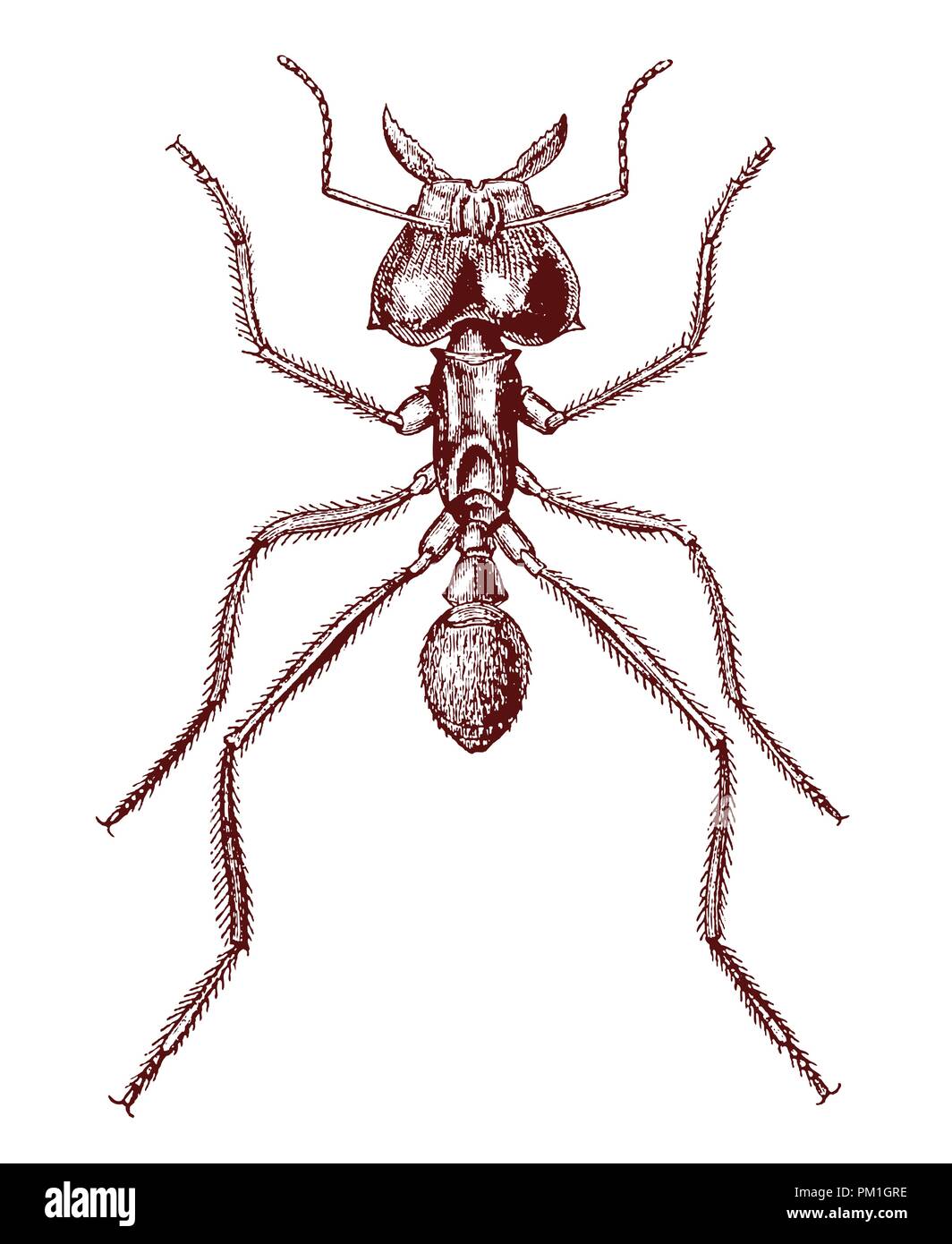 Leafcutter ant (atta cephalotes) in top view. Illustration after a historic lithography or engraving from the early 19th century Stock Vector