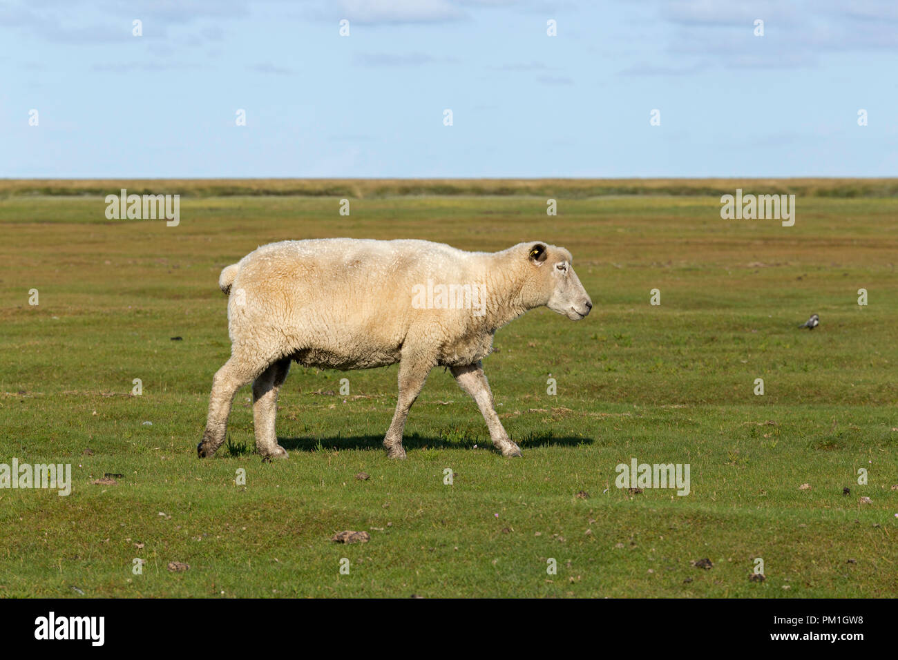 sheep, Westerhever, Schleswig-Holstein, Germany Stock Photo