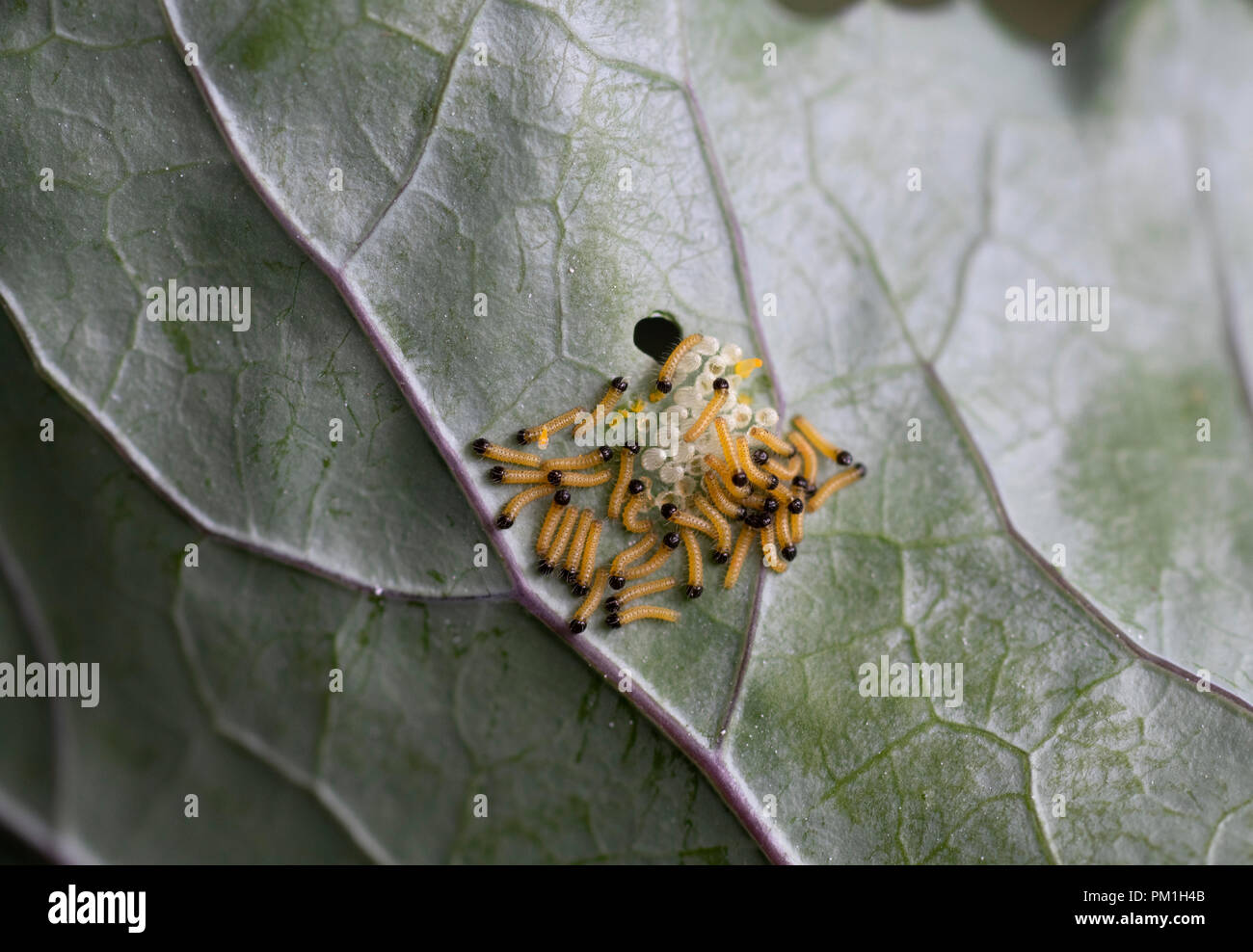 Newly hatched cabbage white butterfly caterpillars and eggs on the underside of a Kohlrabi leaf Stock Photo