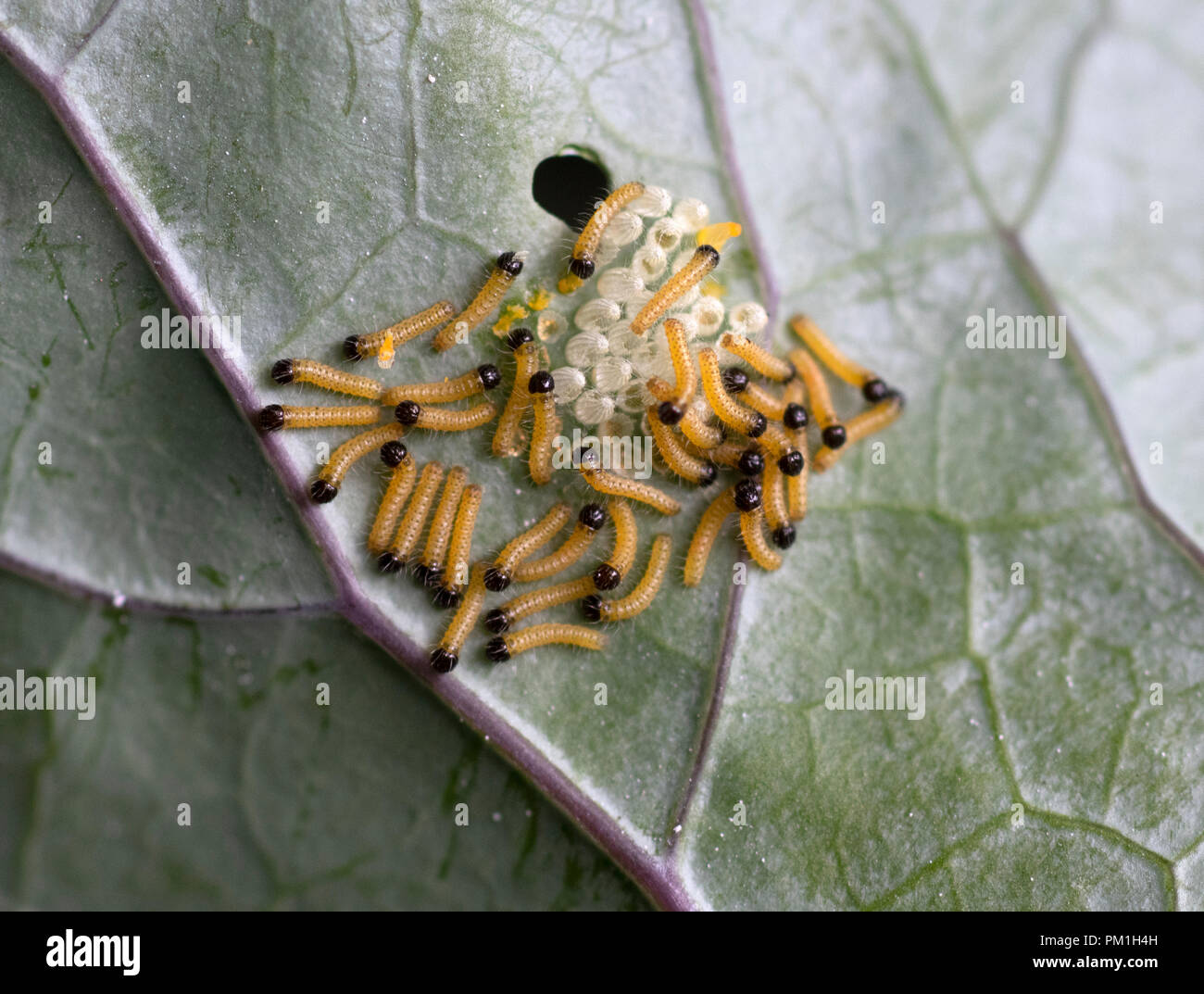 Newly hatched cabbage white butterfly caterpillars and eggs on the underside of a Kohlrabi leaf Stock Photo