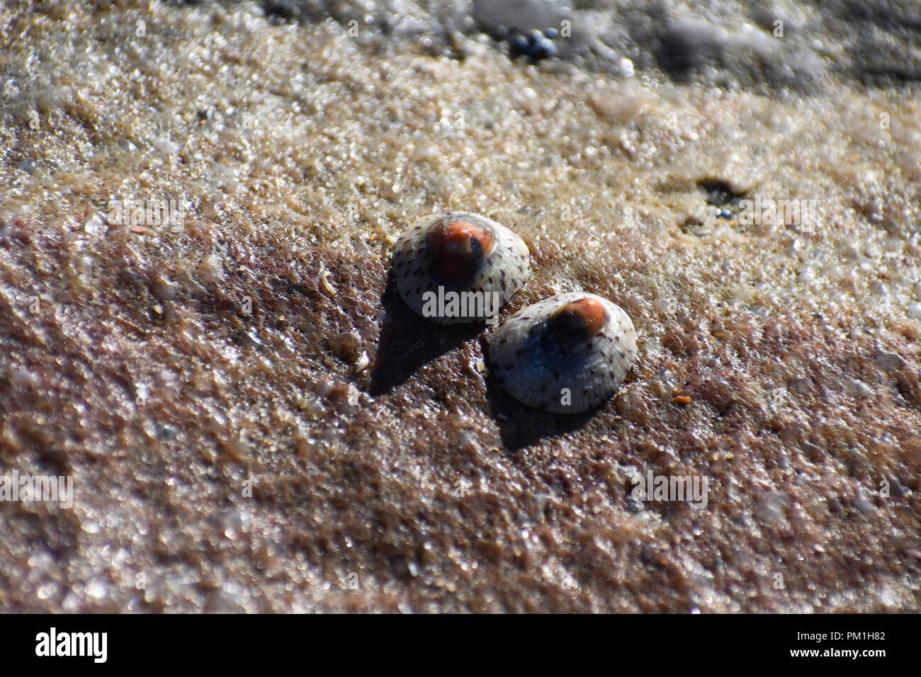 Pair Of Spotted Limpet Shell (eoacmaea sp.) On A Beach Rock Surface Stock Photo