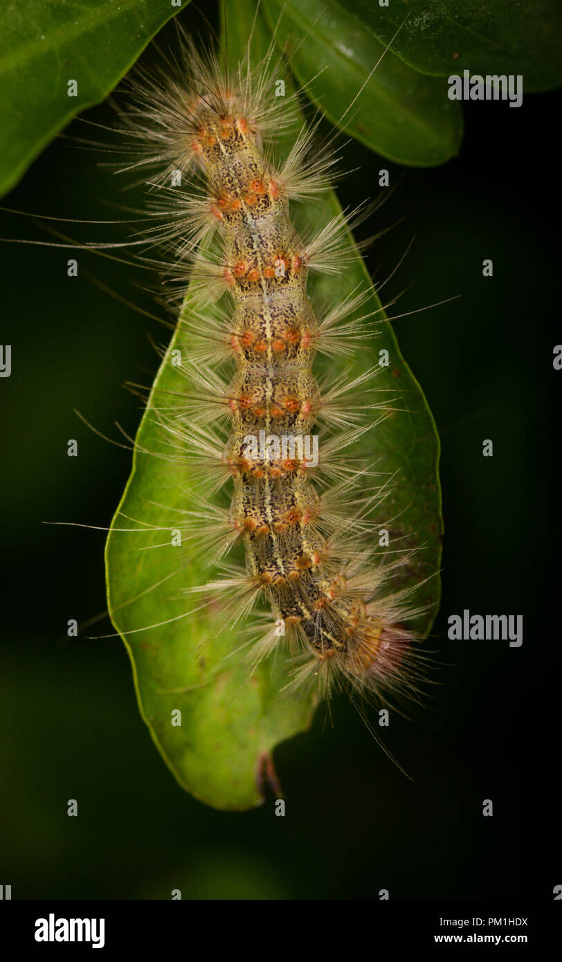 caterpillar silk worm on leaf Stock Photo