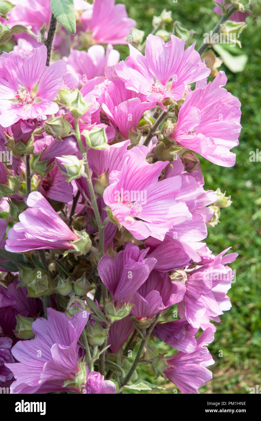 Close up of Lavatera olbia 'Rosea' in full flower Stock Photo