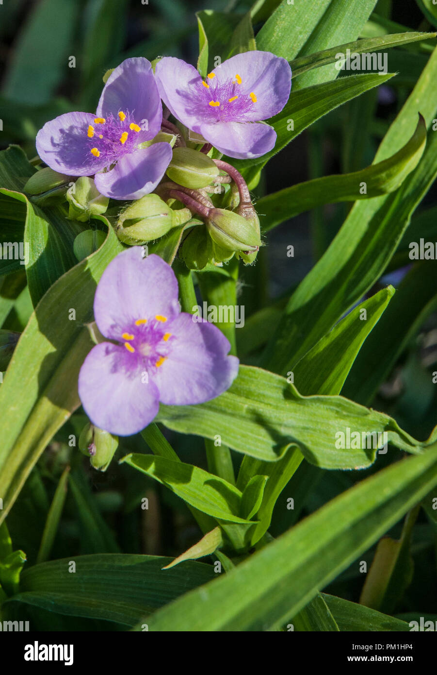 Tradescantia virginiana in a group of three flowers and buds.set against background of leaves. Stock Photo