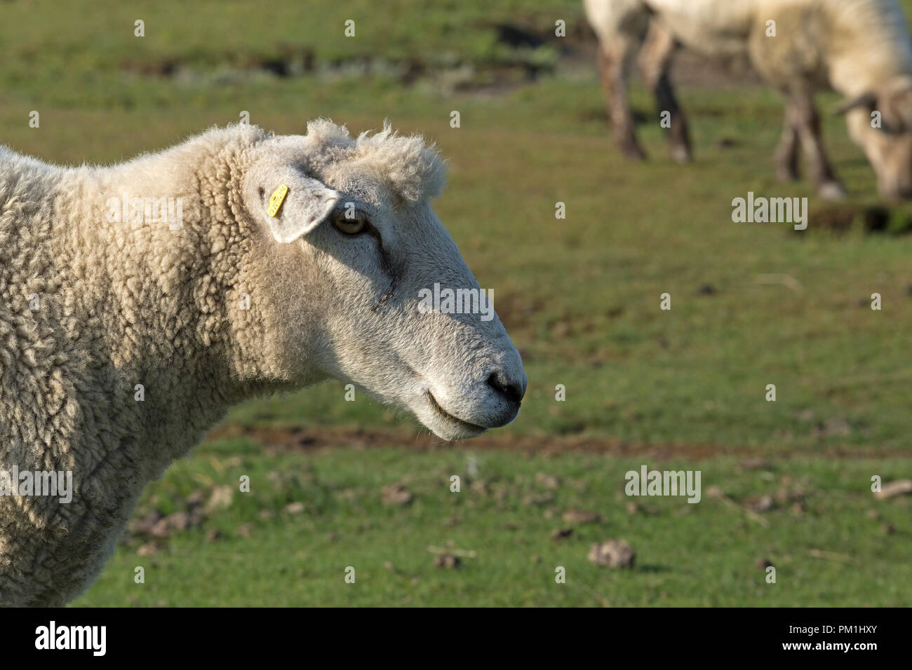 sheep near Westerhever, Schleswig-Holstein, Germany Stock Photo
