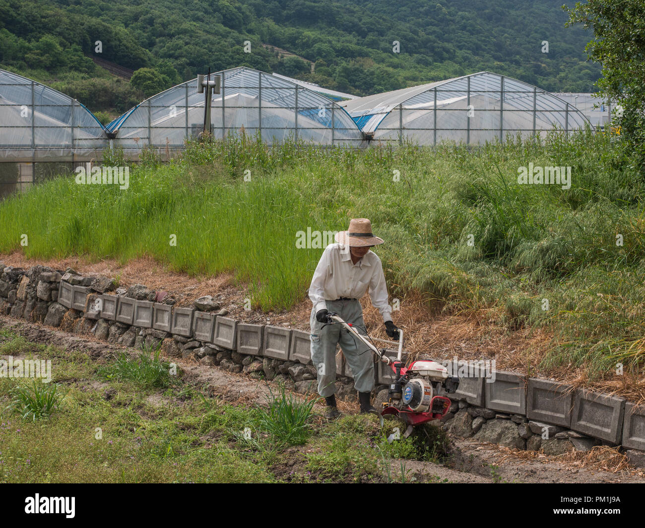 Farmer cultivating field, using hand held rotary hoe cultivator, tunnel house in background, Tadotsu, Kagawa, Japan Stock Photo