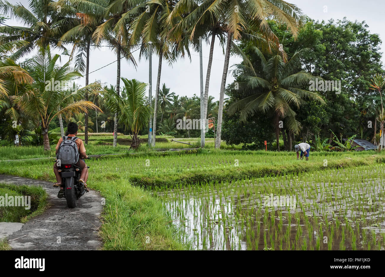 Boy riding motorcycle in forest hi-res stock photography and images - Alamy