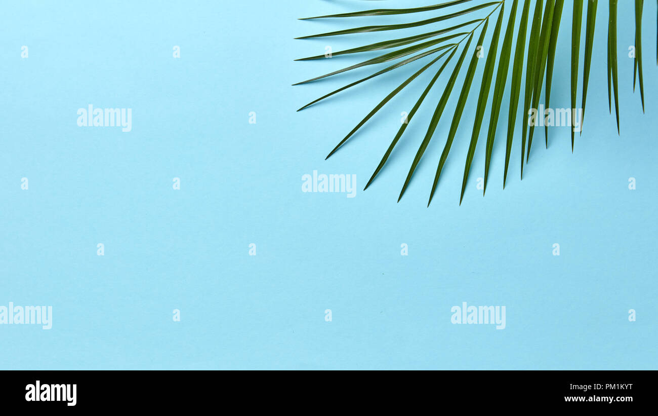 Green palm leaf on a blue background with copy space. Layout for your ...