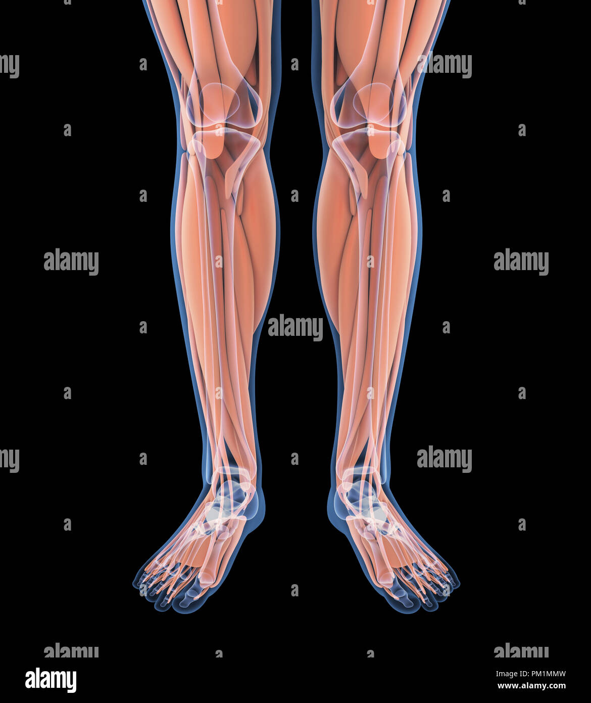 Human Leg Muscles Anatomy Stock Photo