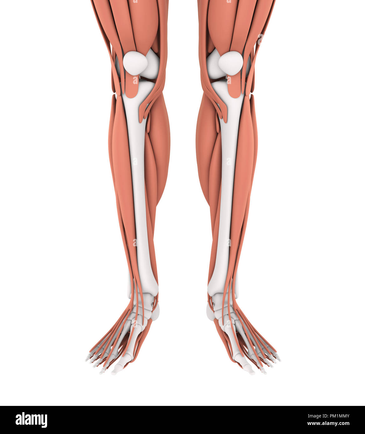 Human Leg Muscles Anatomy Stock Photo