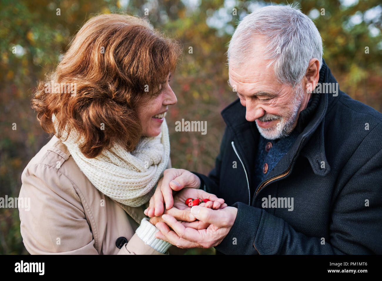 Senior couple on a walk in a forest in an autumn nature, holding ripe ...