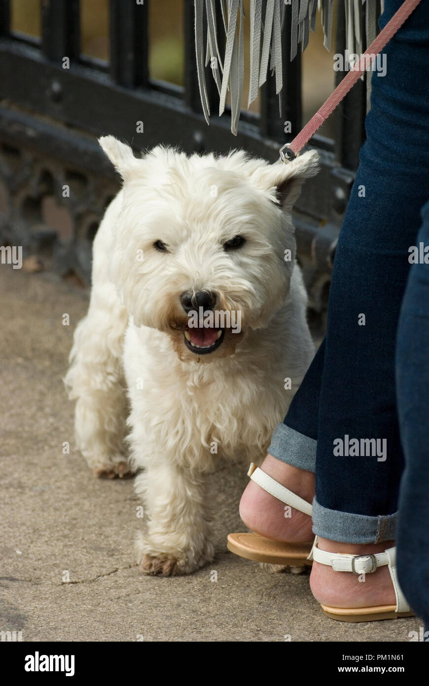 West Highland Terrier Stock Photo - Alamy