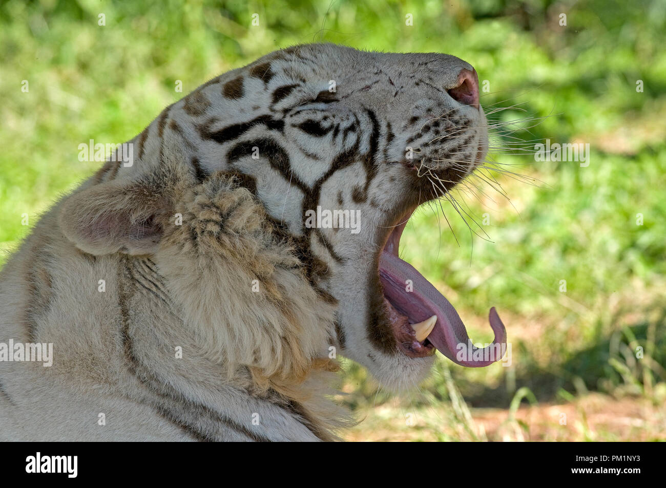 Tigre Blanc High Resolution Stock Photography And Images Alamy