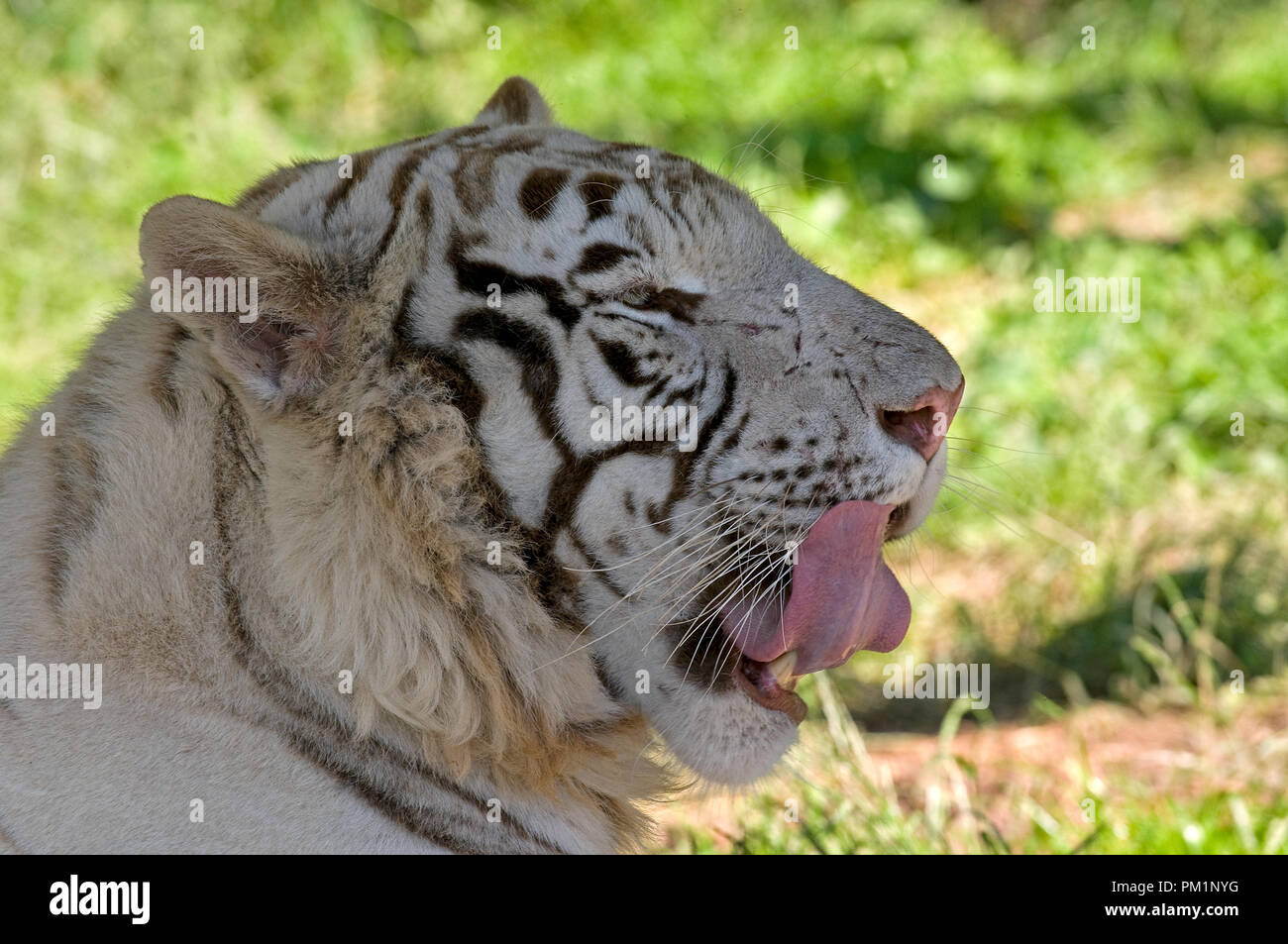 Tigre Blanc High Resolution Stock Photography And Images Alamy