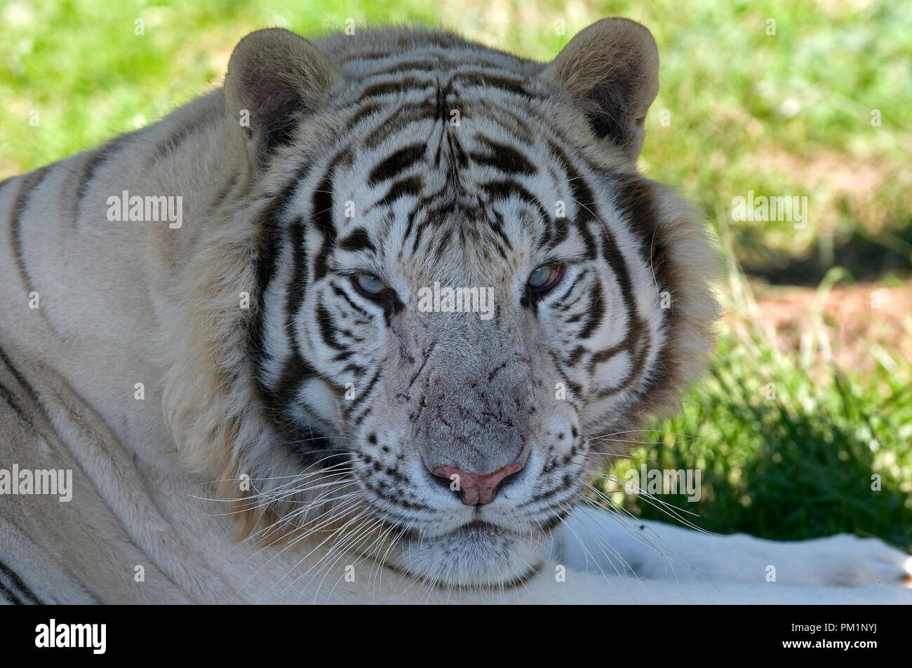 Tigre Blanc High Resolution Stock Photography And Images Alamy