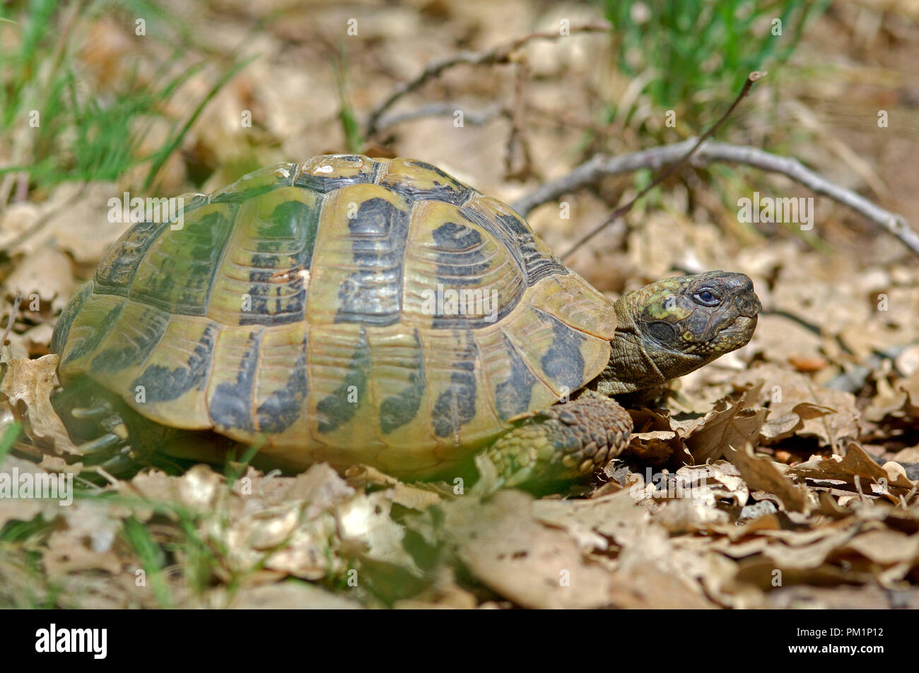 Hermani Hermani High Resolution Stock Photography And Images Alamy