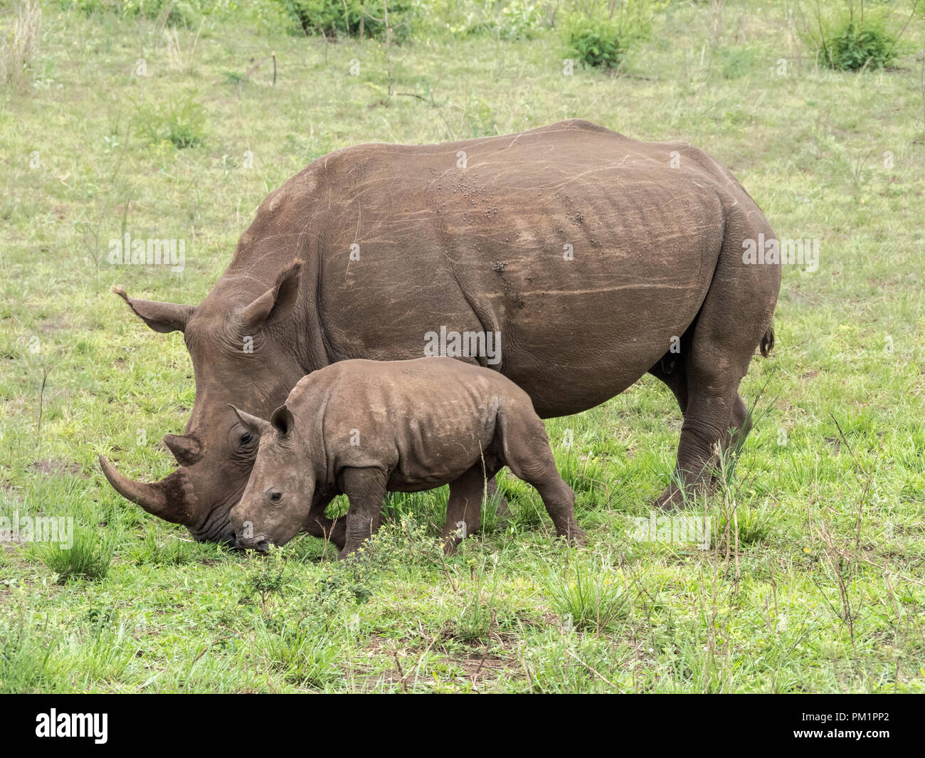 A mother & baby white rhino walking in the grasslands of South Africa. Stock Photo
