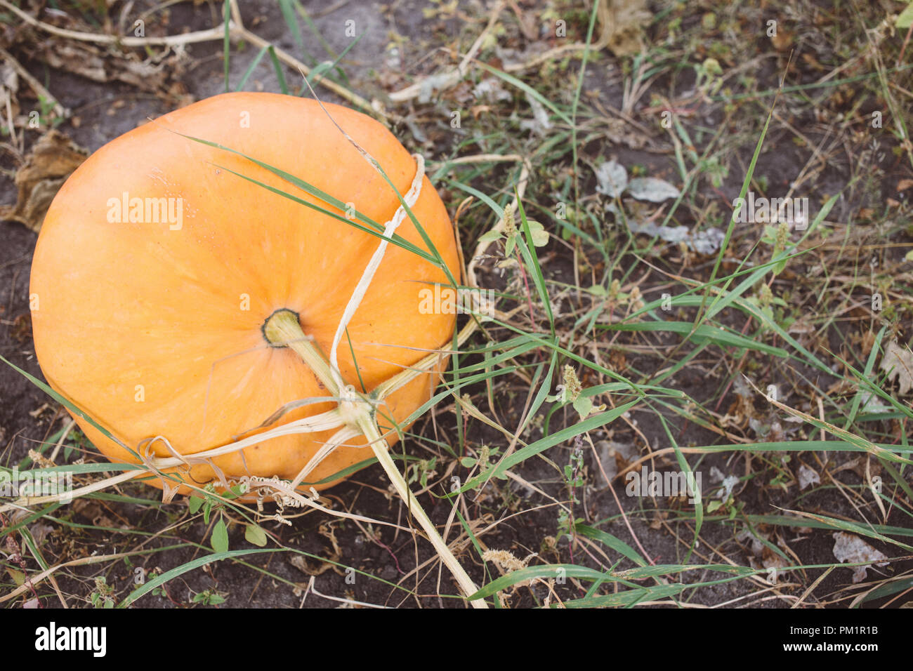 Big orange pumpkins growing in the garden, harvest season Stock Photo ...