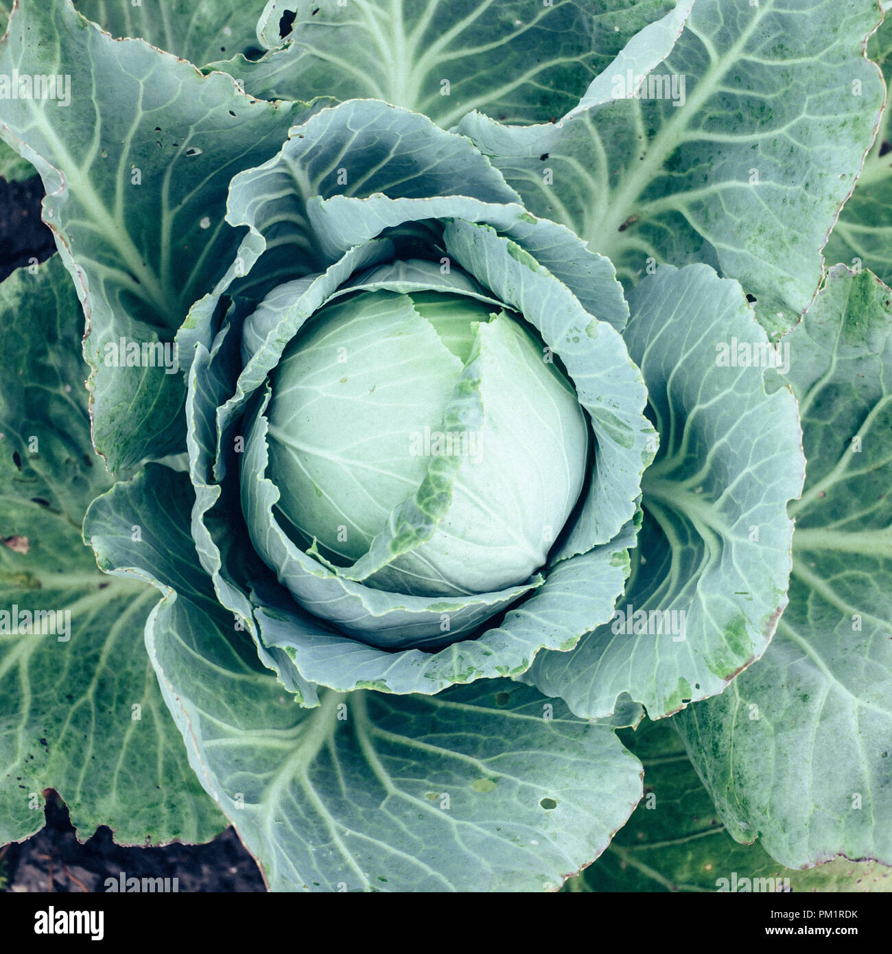 top view cabbage head in the garden with green leaves, harvest season Stock Photo Alamy