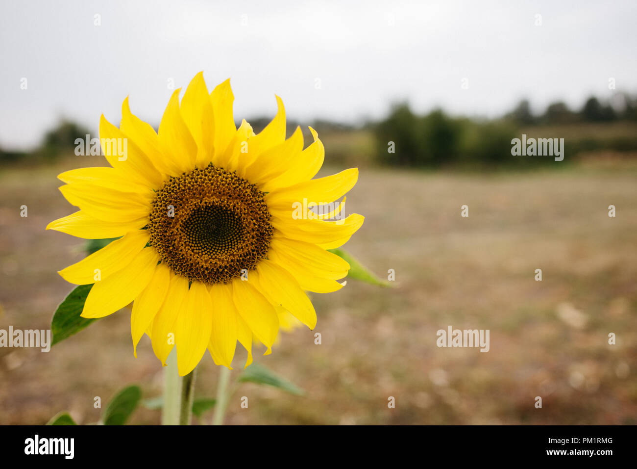 sunflower in the field, close up, copy space Stock Photo - Alamy