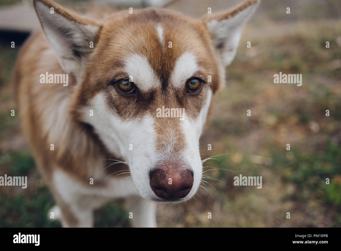 happy muzzle Siberian husky. close up Red husky dog Stock Photo Alamy