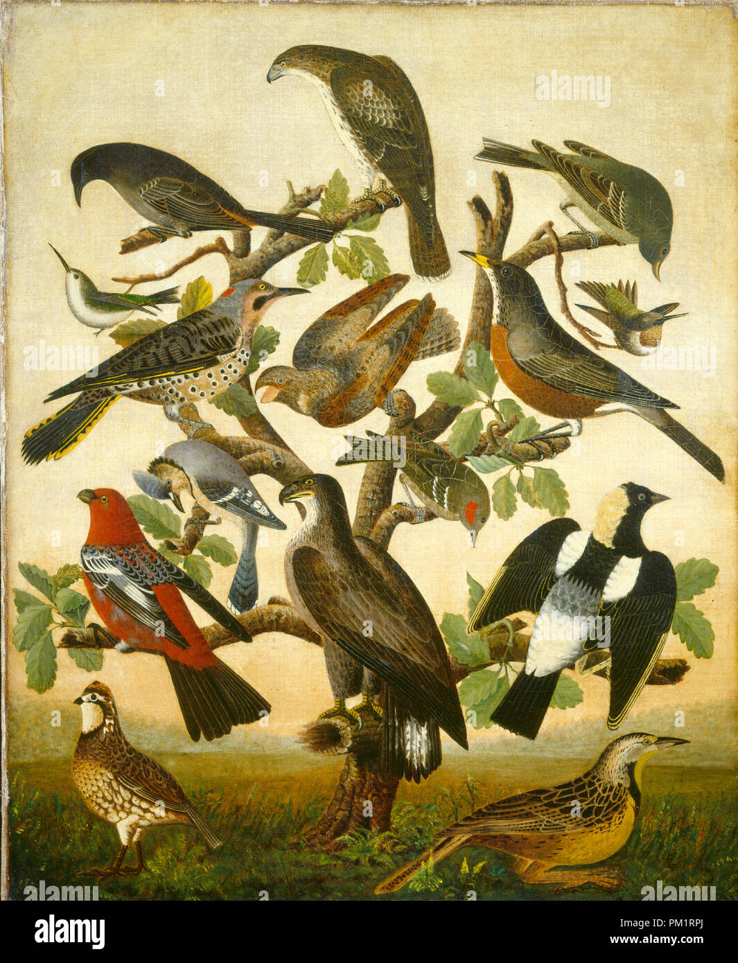 Birds. Dated: c. 1840. Dimensions: overall: 43.1 x 35.5 cm (16 15/16 x 14 in.)  framed: 53 x 45.4 x 2.8 cm (20 7/8 x 17 7/8 x 1 1/8 in.). Medium: oil on canvas. Museum: National Gallery of Art, Washington DC. Author: American 19th Century. Stock Photo