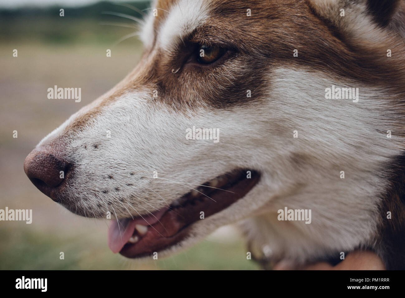 happy muzzle Siberian husky. close up Red husky dog Stock Photo Alamy
