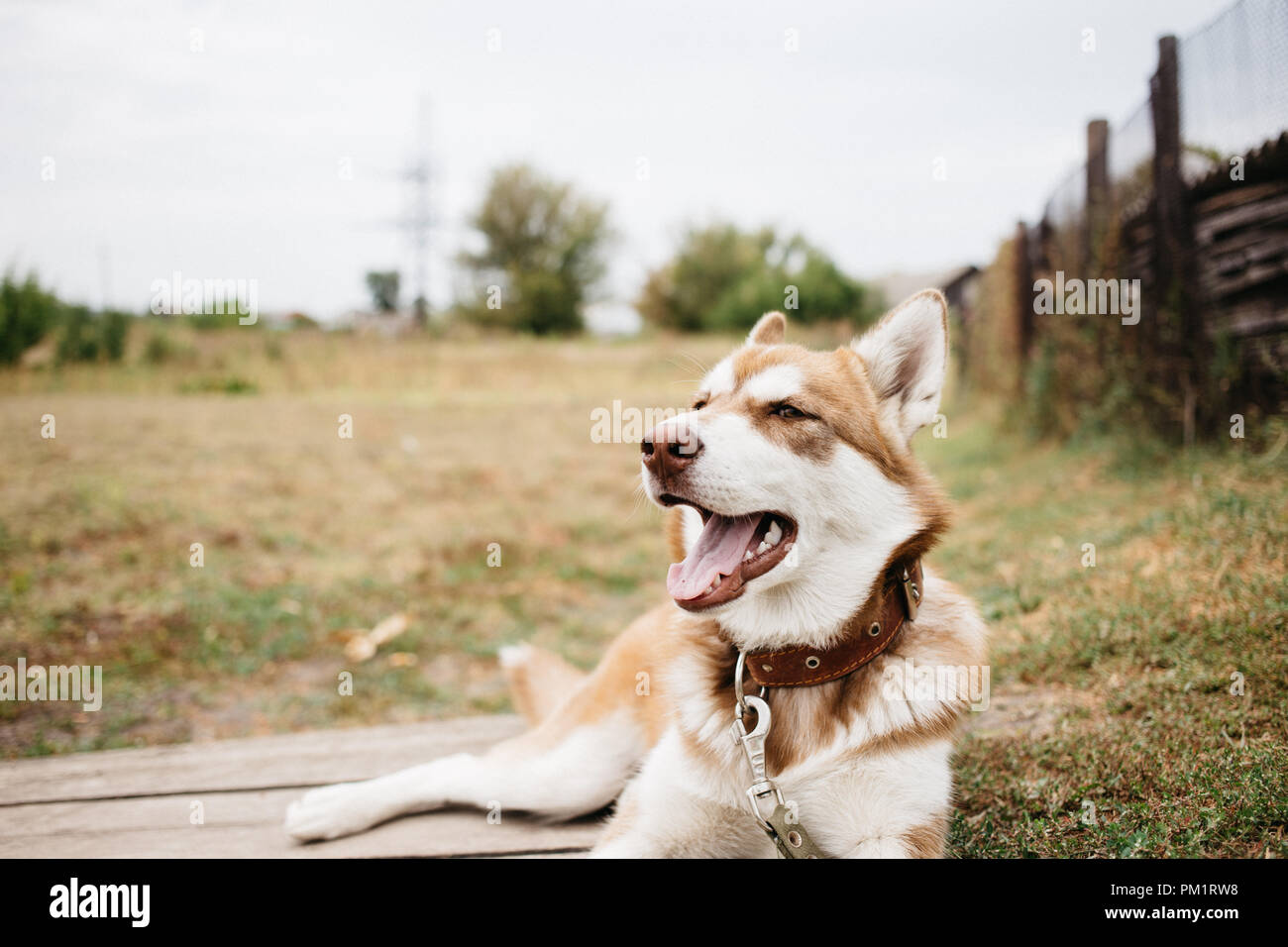 happy muzzle Siberian husky. Red husky dog outdoors Stock Photo - Alamy
