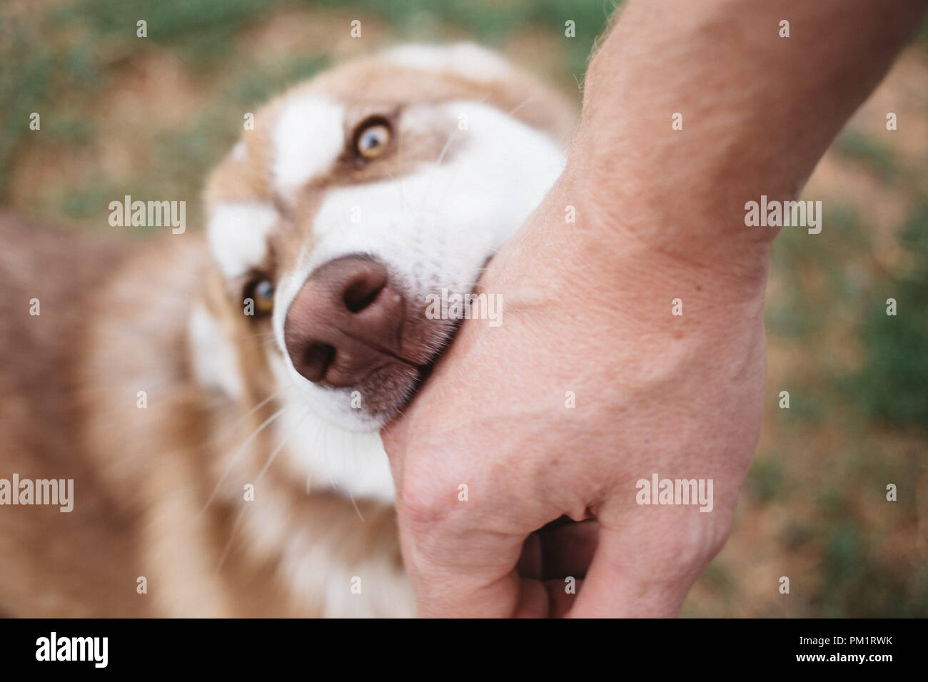 Why Does My Husky Bite Me