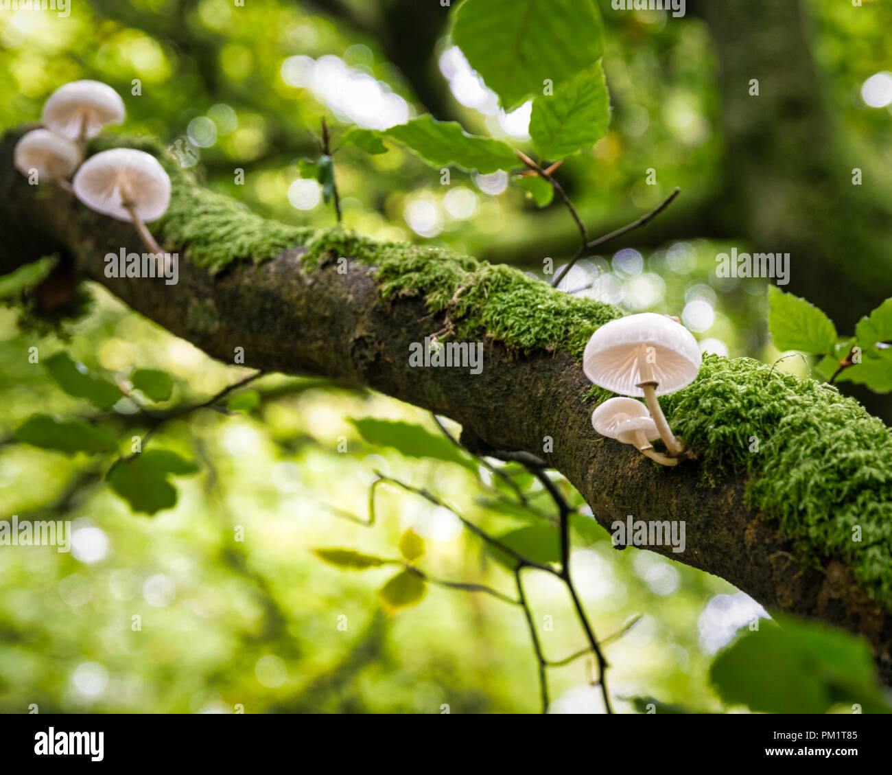 This is a piture of wild mushrooms growing in an Irish forest Stock Photo