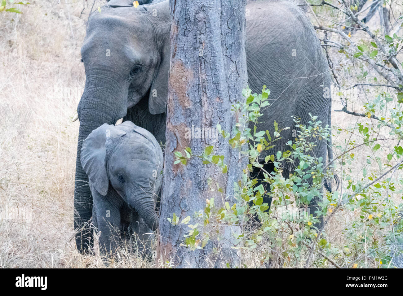 Elephants with baby in wooded thicket foraging through the thick vegetation. Trunks are visible and babies close to the family as they feed through Stock Photo