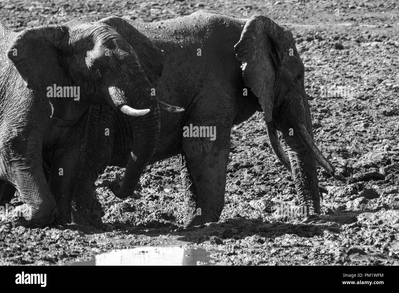 Three elephants happily playing around a water hole after mudbathing. They are knee deep in mud. The image of tusks in black and white.. Stock Photo