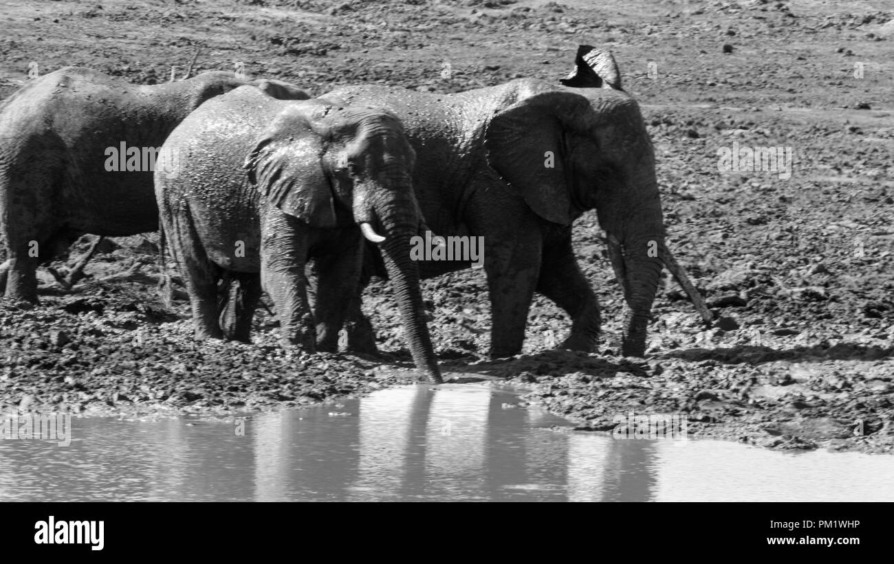 Three elephants happily playing around a water hole after mudbathing. They are knee deep in mud. The image of tusks in black and white.. Stock Photo