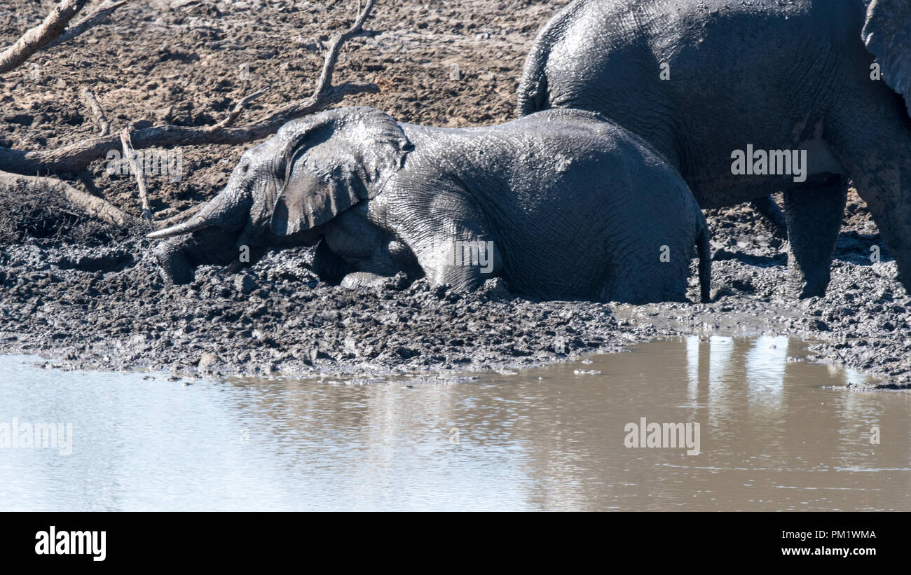 Elephants are happily playing around a water hole and enjoying a mud bath. One is lying on his stomach looking stuck in the mud Stock Photo