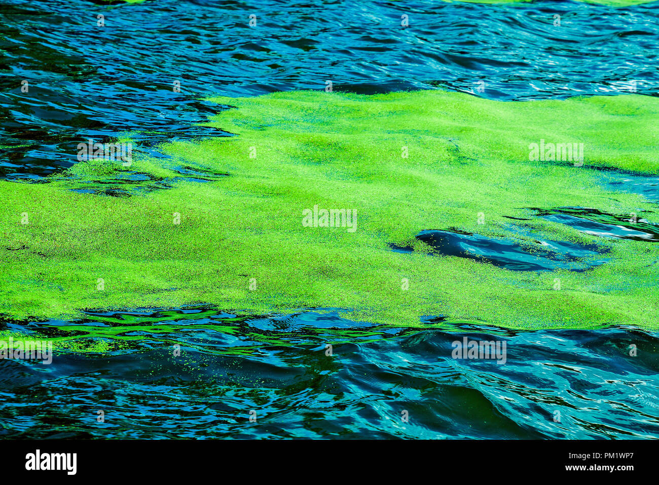 green duckweed floating on Lake Michigan water surface Stock Photo