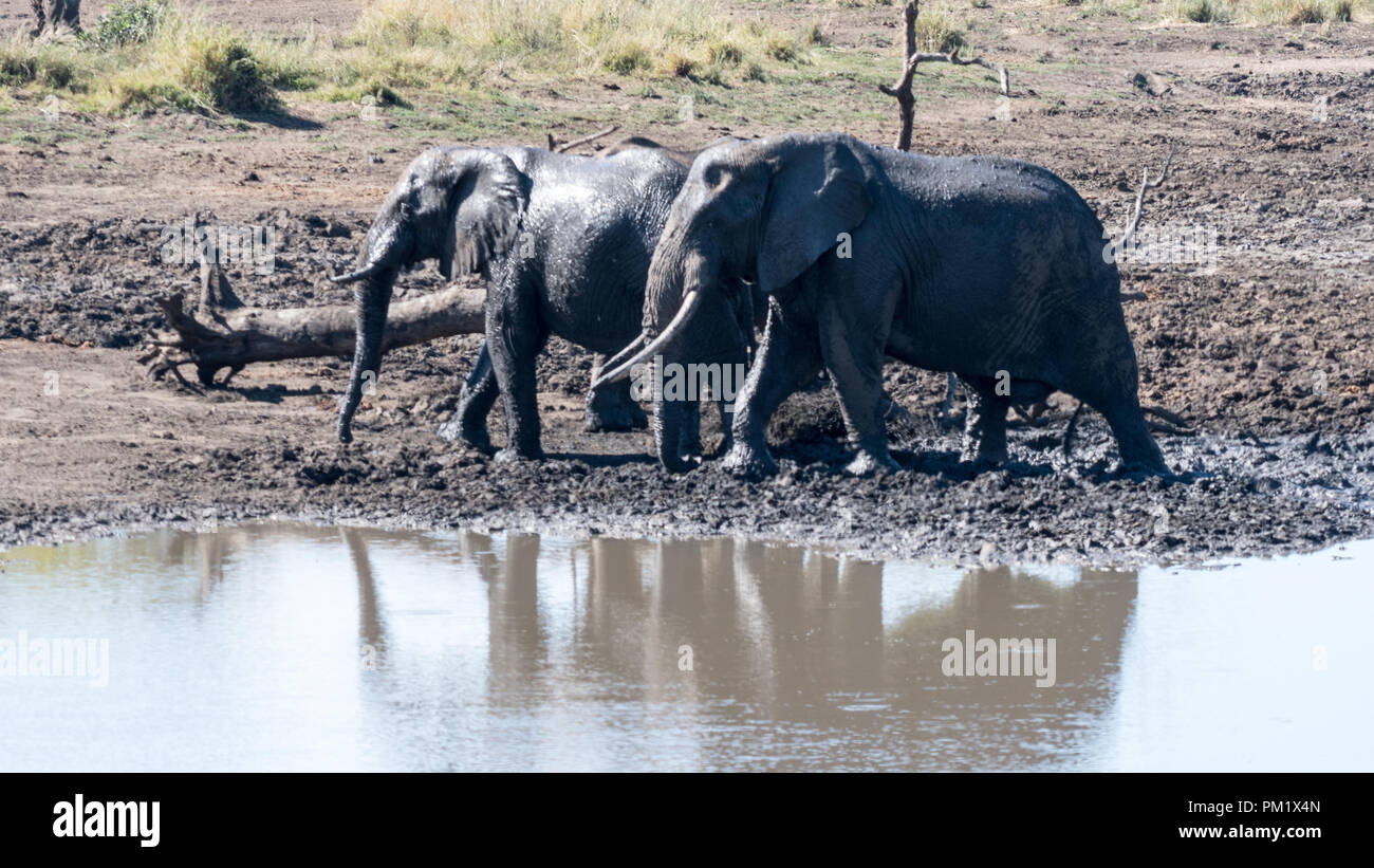 Two elephants in the wild near water and playing around a flattened tree trunk. Their skins are glistening in the sun as theu bask after a mud bath. Stock Photo
