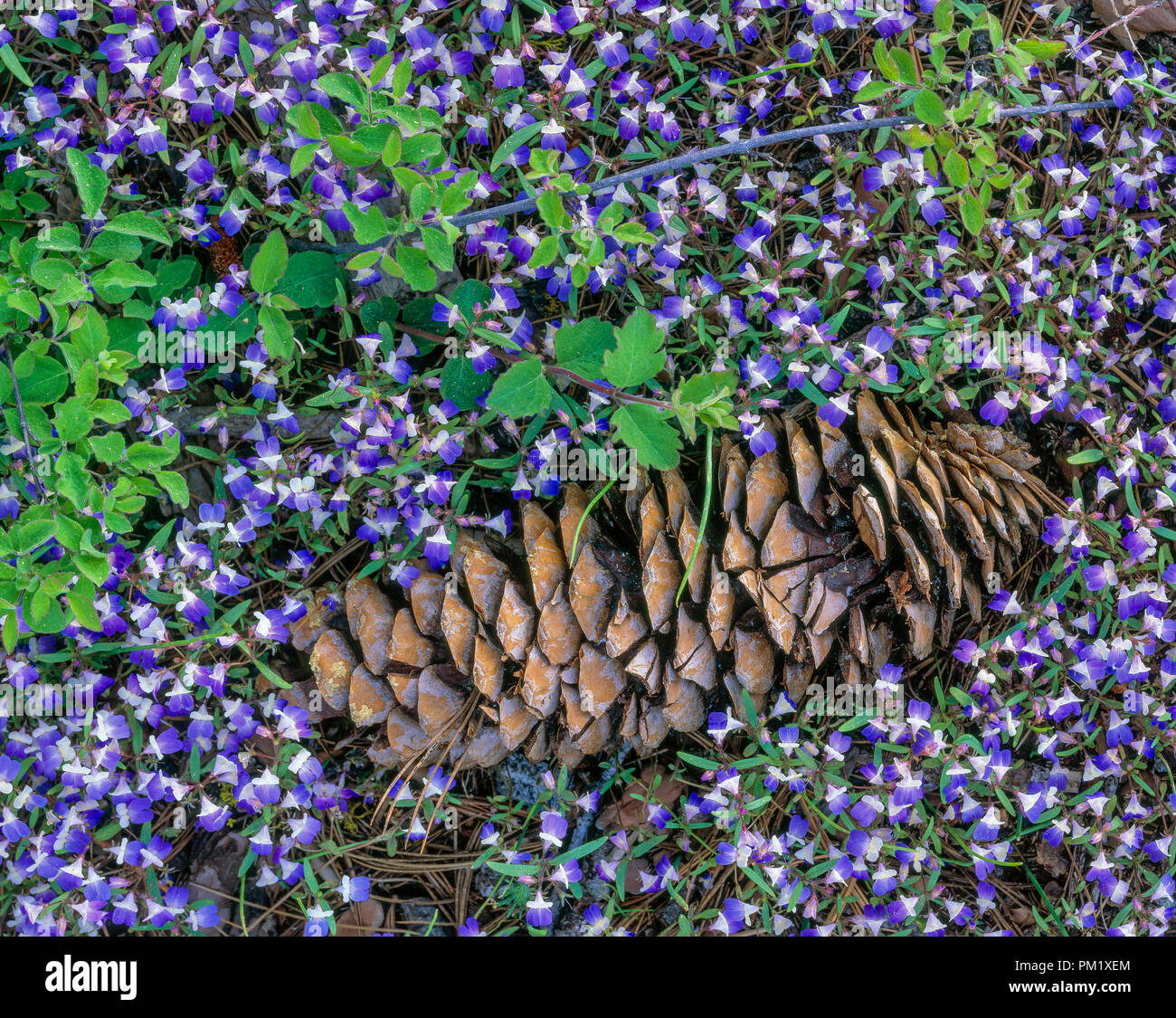 Western Dayflower, Sugar Pine Cone, Sequoia National Park, California Stock Photo