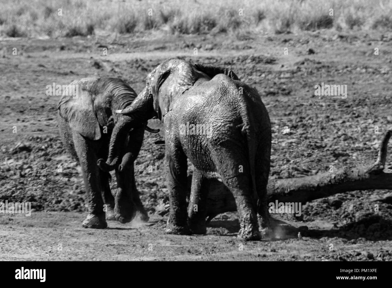 Black and White Two elephants in the wild near water and playing around a flattened tree trunk. Stock Photo