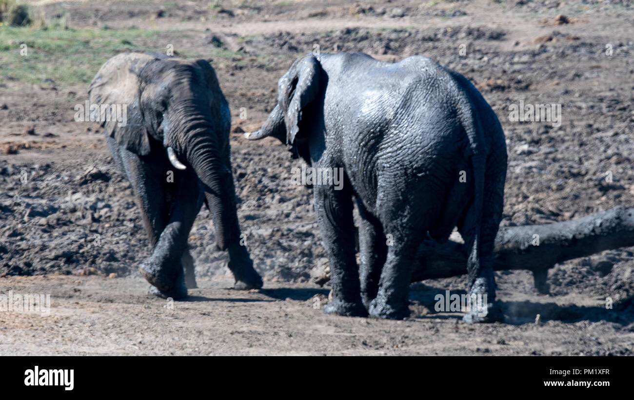 Two elephants in the wild near water and playing around a flattened tree trunk. Their skins are glistening in the sun as theu bask after a mud bath. Stock Photo