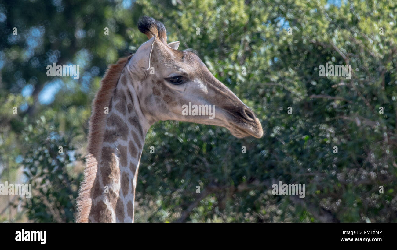 A close up photo of a giraffe mouth with a portruding neck and many bristles and its distinctive coat. Taken in the wild with good light showing coat Stock Photo