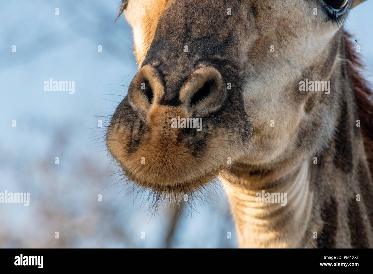 A close up photo of a giraffe mouth with a portruding neck and many bristles and its distinctive coat. Taken in the wild with good light showing coat Stock Photo