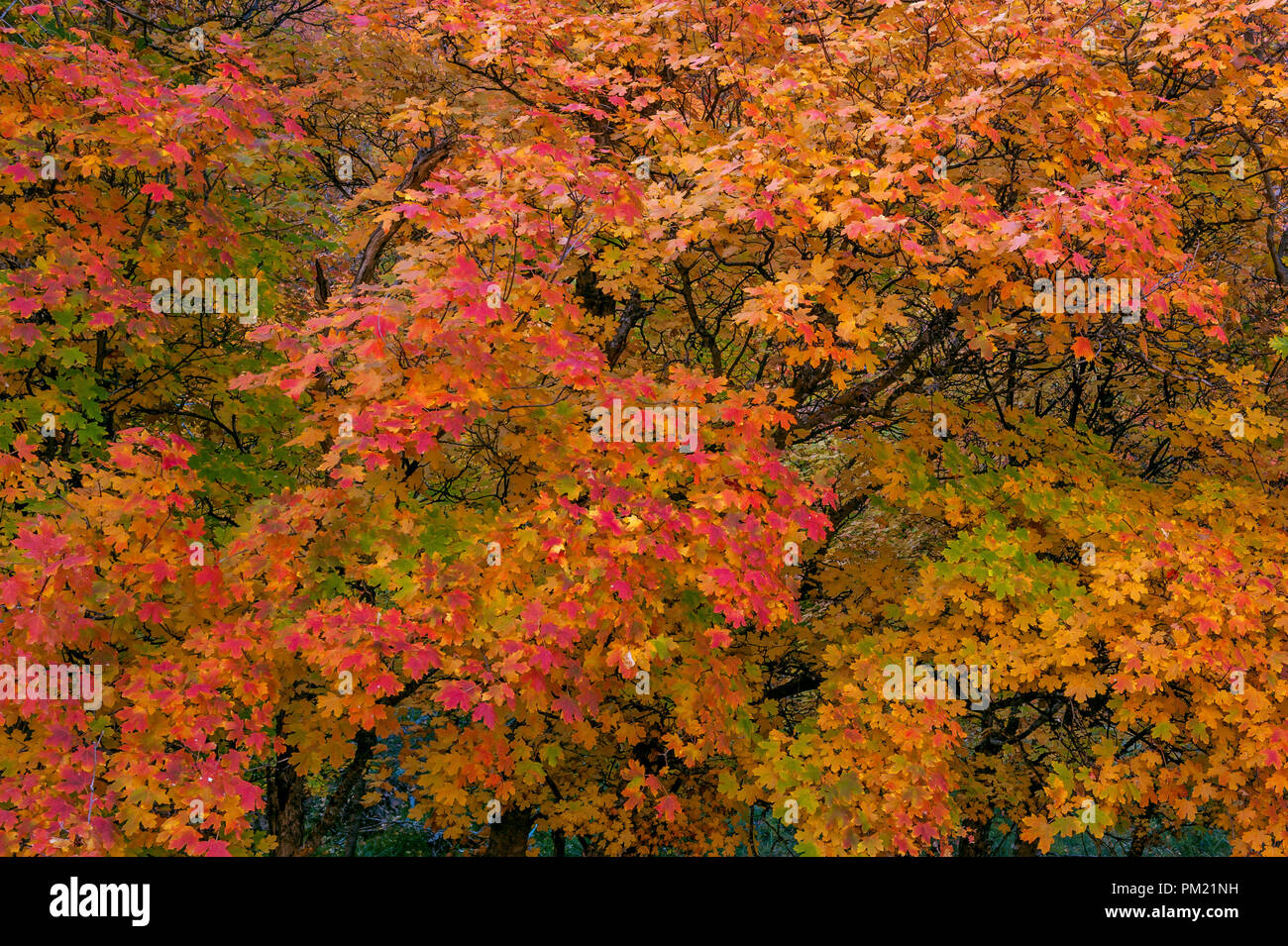 Bigtooth Maple, Acer grandidentatum, Zion Canyon, Zion National Park ...