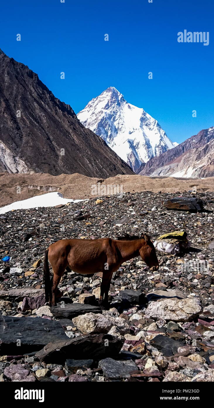 Donkeys walk pass in hi-res stock photography and images - Alamy