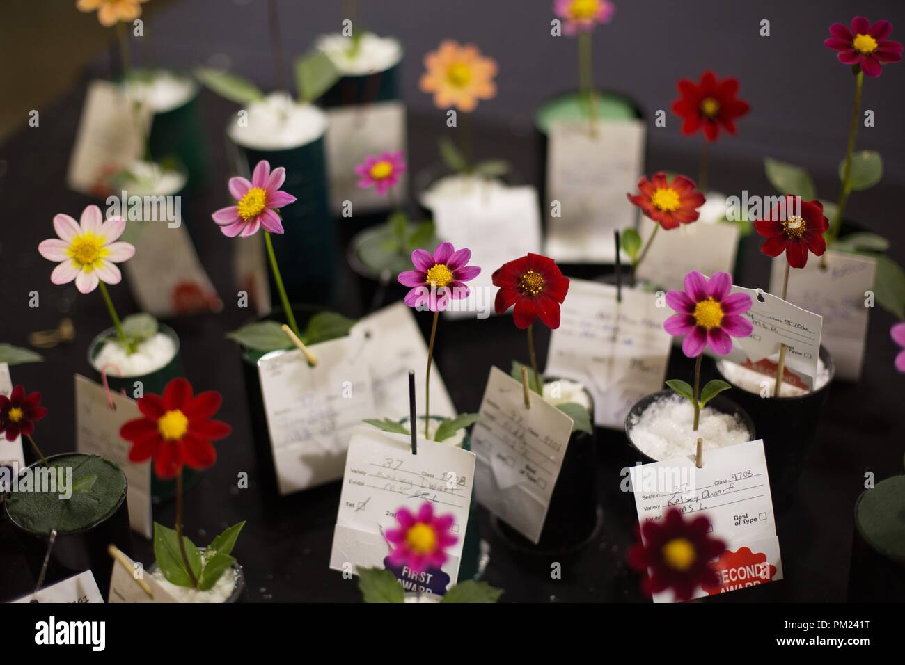 Kelsey dwarf dahlias among others at the Dahlia show in Eugene, Oregon, USA. Stock Photo