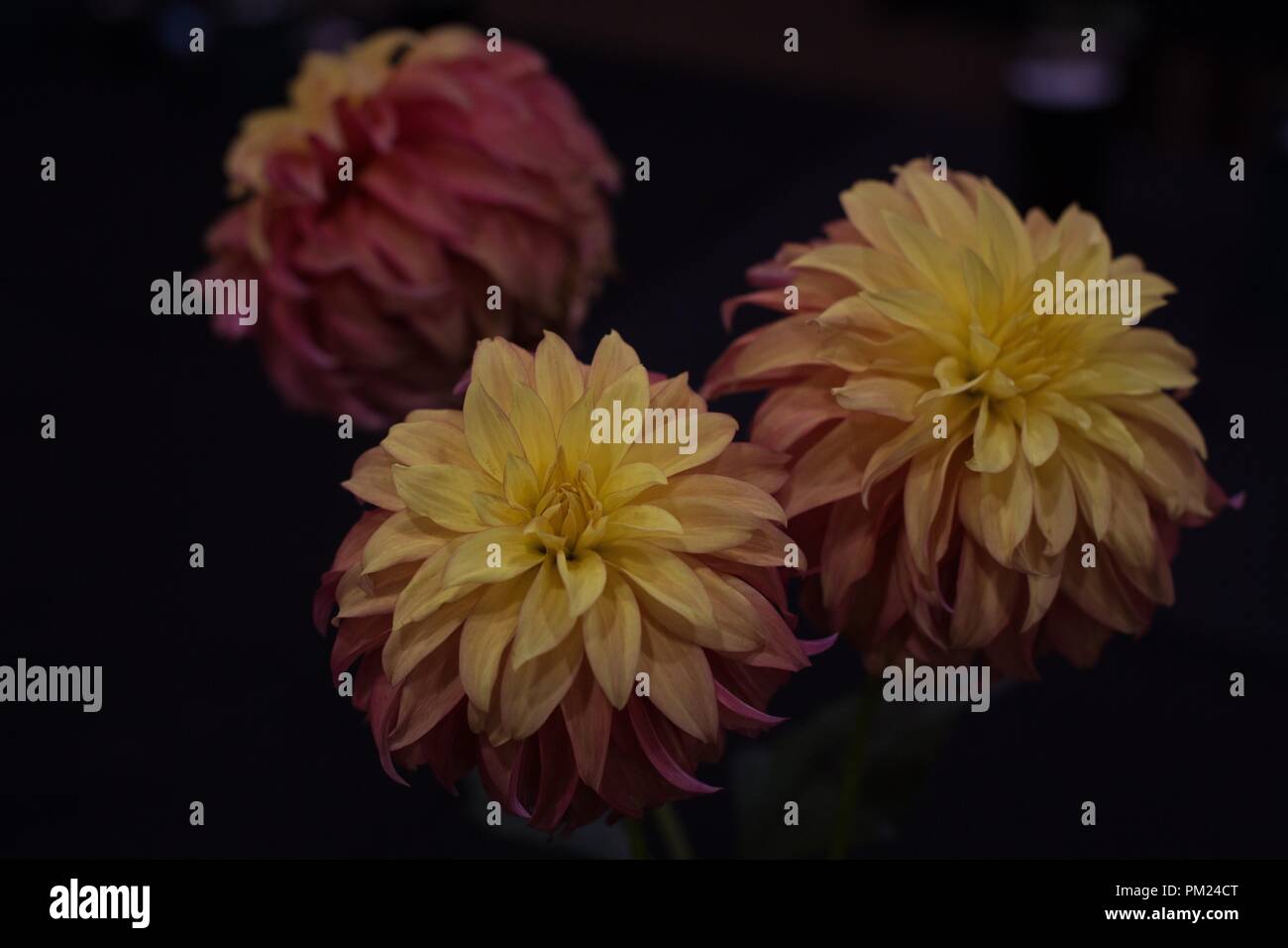 Bloomquist Pumpkin dahlias at the Dahlia show in Eugene, Oregon, USA Stock Photo Alamy