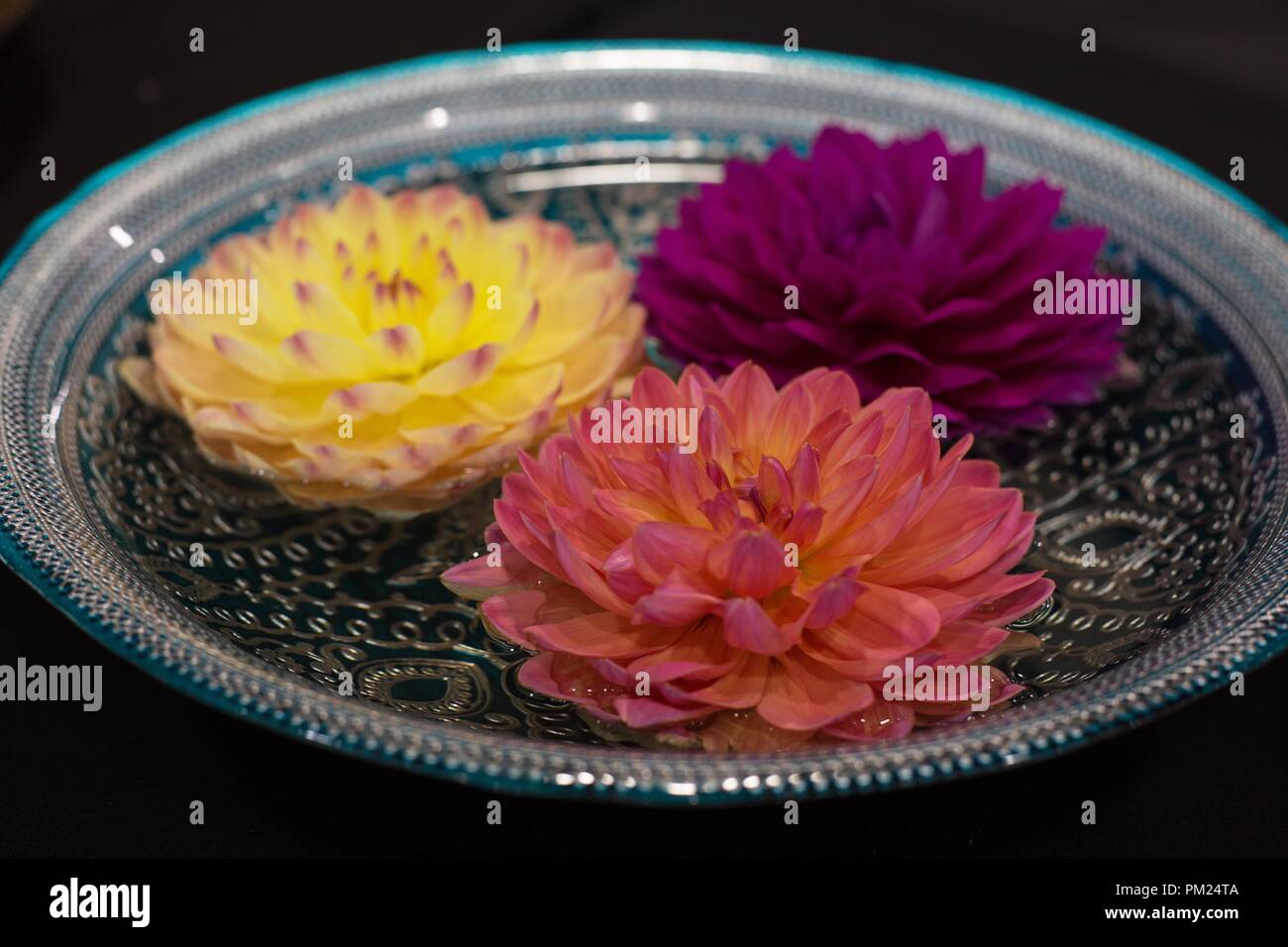 Three floating dahlia blossoms in a bowl of water at the Dahlia show in