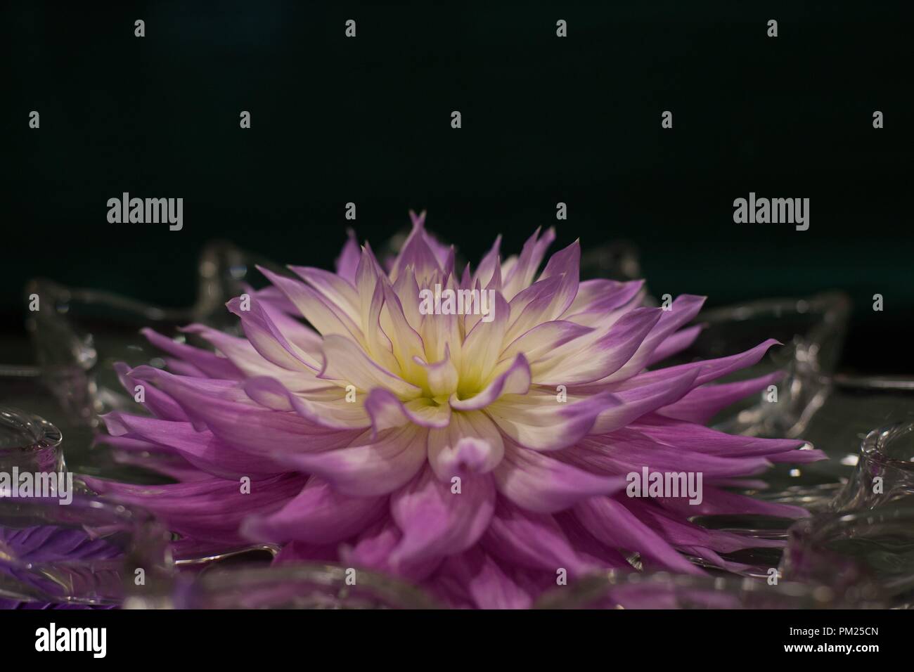 A floating Mingus Wesley dahlia blossom at the Dahlia show in Eugene