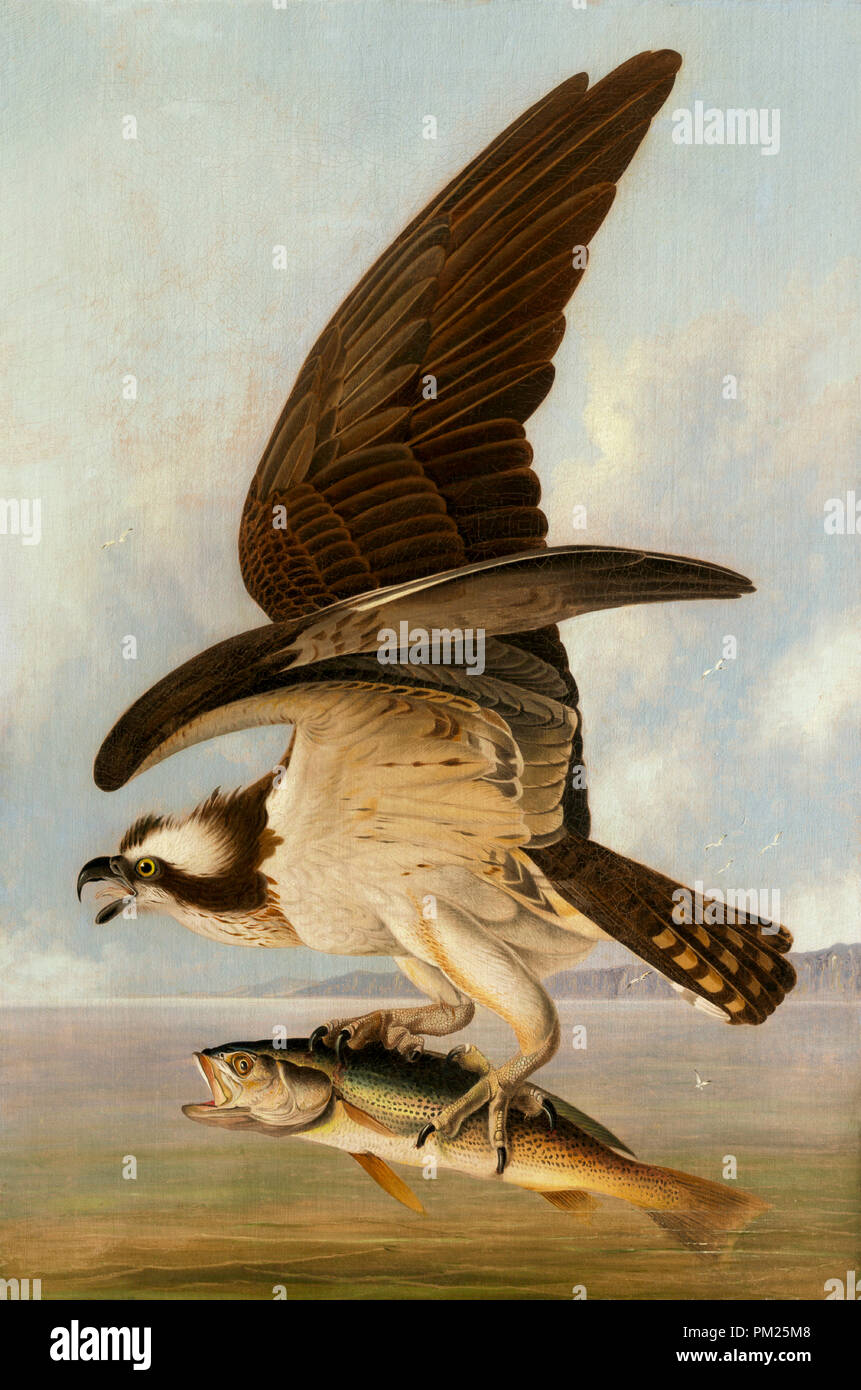 Art osprey hi-res stock photography and images - Alamy