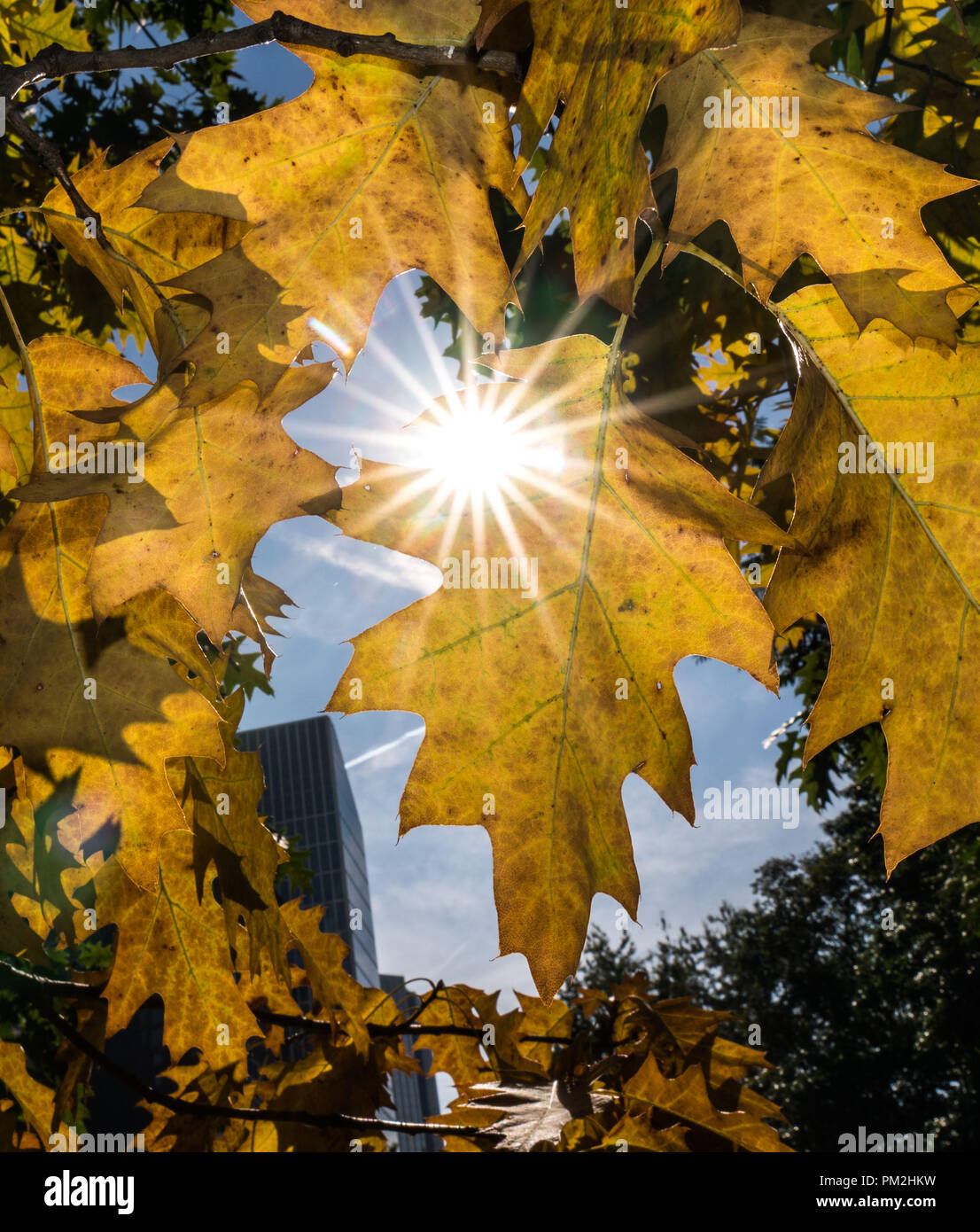 17 September 2018, Hessen, Frankfurt_Main: Leaves in Frankfurt's banking disTrict already changing colour in autumn, while the sun shines through from the blue sky. Photo: Frank Rumpenhorst/dpa Stock Photo